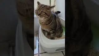 cat pees in litter box (volume on!!) #shorts #short #cats #cat #cute