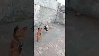 pure Desi hen🐓🐓🐓🐓
