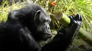 Chloe the Chimp Turns 50