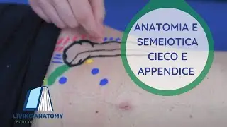 CIECO E APPENDICE - SEMEIOTICA E ANATOMIA PALPATORIA