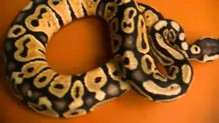Pastel Ball Python Update April 2012