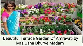 Beautiful Terrace Garden Of Amravati By Mrs.Usha Dhurve Madam || Part 1 Terrace Garden View.