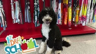 2 y/o Bernedoodle 