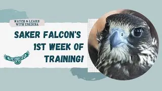 Saker Falcon's First Week of Training!