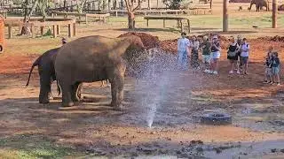 ENP (ELEPHANT NATURE PARK) 자원봉사 