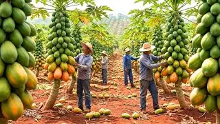 Inside the World&rsquo;s Largest Papaya Factory | From Farm to Global Market [full process]