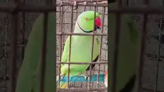 Rupu Mode ON 🦜 | Attitude + Cute Parrot Vibes