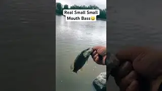 Small Smallie Action 😆#smallmouthbass #smallies #stillfishing
