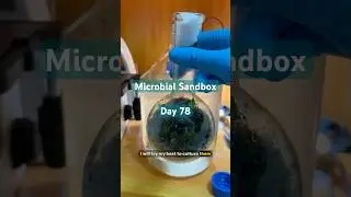 Sandbox Day 78: I finally found Water Bear !!🧸 #science #microscope #experiements #viralshort