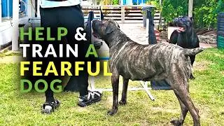How to HELP & Train a FEARFUL Cane Corso DOG
