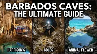#Barbados #Caves: #Harrison's, Coles & Animal Flower Cave