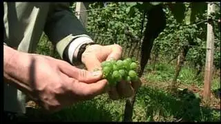 Wines of Germany, Growing Regions: Rheinhessen