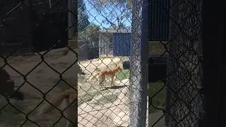 Not Dogs nor foxes, but Dingos #dingo #happy #animals #shorts #alpha