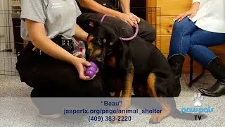 Paw Pals TV:  Kat Lloyd at the City of Jasper TX Animal Shelter featuring Beau, a loving Rottweiler!