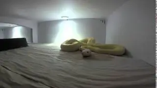 Snake Farting!