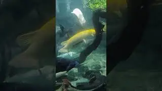 Fierce Fish Battle Royale.