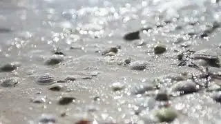 WAVE SOUNDS ON SEASHELLS