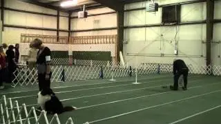 Border collie utility A AKC obedience