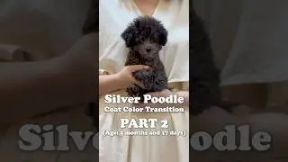 Silver Poodle Coat Update &ndash; Part 2 🩶 #ToyPoodle #PuppyGlowUp #PoodleTransformation #Chiuchiu #short