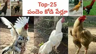 పందెం కోడి పుంజుల 25 రకాల పేర్లు| పందెం కోడికి ఆ రుచి ఎలా వస్తుంది| Names of different types of cock