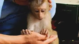 Strong relationship Nature monkey & poor Axel-Axel feel warm stop miss his owner