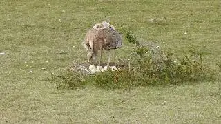 &Ntilde;andu (Rhea pennata pennata) en su nido.