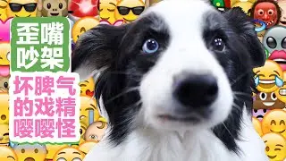 会说话的边牧是怎样跟主人聊天的？生气的样子太可爱了～