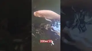 Morning Harmony: Fish Feeding Ritual