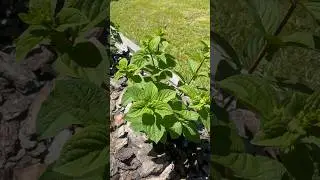 Метельчатые гортензии 05.07.2025🌸 #garden #sorts #flowers #plants #nature #сад