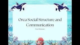Orca Social Structure and Behaviors