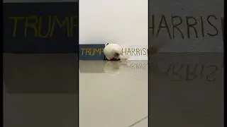 Предсказание животного,кто победит на выборах США/Animal Prediction Who Will Win the2024 US Election