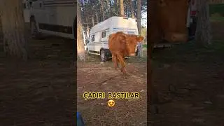 bir kamp g&uuml;n&uuml; #karavan