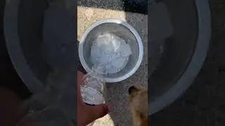 How to give your dog ice cold water #chiwawa #puppy #chew #dogowner #dog #pets #cute