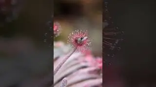 D. Lanata x aff. Derbyensis feeding timelapse