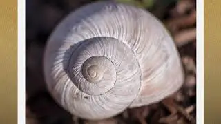 Número de Ouro e Sequência de Fibonacci