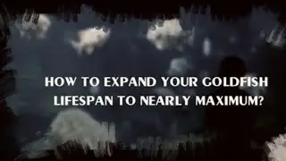 #How_to_increase gold_fish_life _span#intamil#goldfishcare#goldfishmaintain##goldfishbreeding