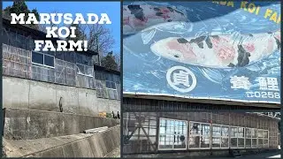 MARUSADA KOI FARM! TANCHO SHOWA AND TANCHO KUJAKU!!