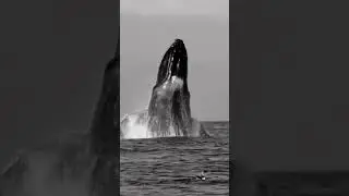Ruptured Reverie: The Soaring Symphony Of A Breaching Whale