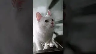 1 Minute of Calm I Nature Medicine Series| Cute Paws 🐾 Celestial Cats| Meditation 4 Warmth & Healing