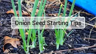 LIVE CHAT: Onion Seed Starting Tips