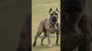 PIT BULL TERRIER #viral #viralvideo #pitbull #strongestdogs