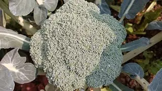 How to grow Huge Brokoli Crowns ll 3 Easy to follow tips ll ব্রোকলি চাষ পদ্ধতি ll 