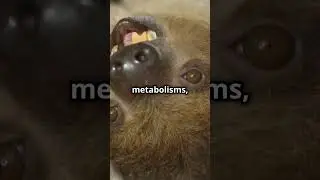 Slow and Steady: The Amazing World of Baby Sloths