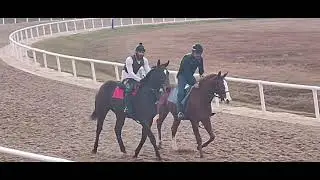VRP's Yearling Bolt d' Oro Colt (Outside) Jogging 1st Day On The Track