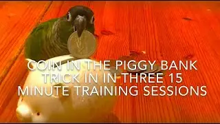 Parrot Trick Training - Coin In Bank - Guide To Green Cheek Conure Behavior