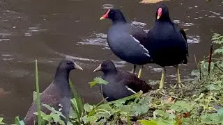 Watching Moorhens in Their Natural Habitat | Bird Spotting 4K