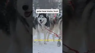 Inuit Encounter Polar Bear While Hunting  EP 1  True Arctic Survival Documentary#shorts