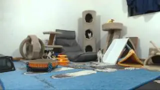 Babylon 5 Kittens - Bouncy Delenn