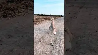 Road Runner gerçekten varmış.