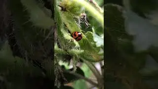 A lady beetle on Borage or starflower.